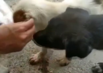 Rescue Little Puppy Frightened in lot of Pain due to Broken Legs_part2