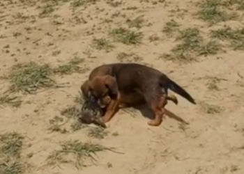 Rescue lot of Abandoned Puppies near_part2