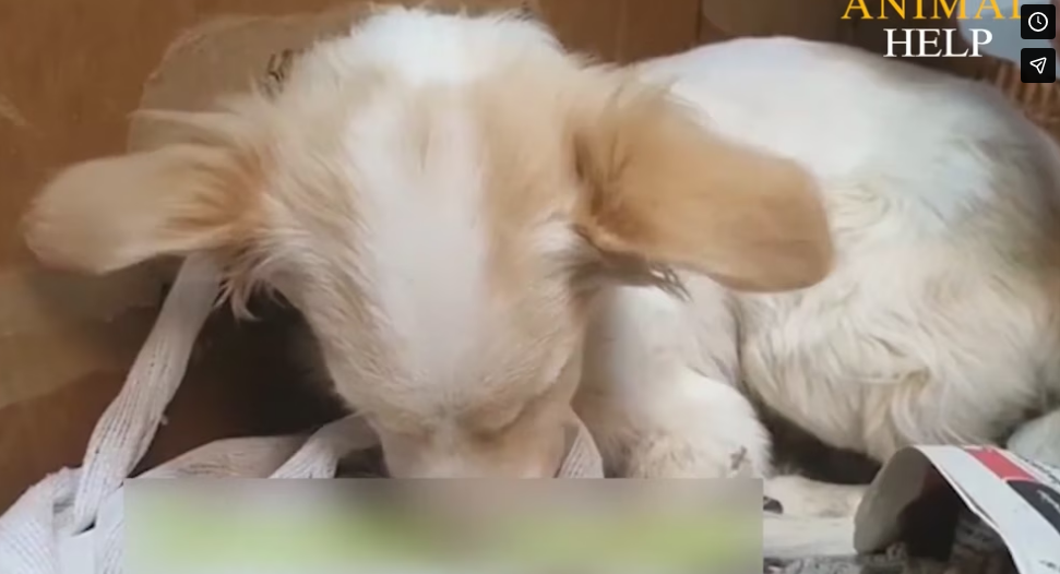 Rescue Abandoned Puppy Broken Legs lot of_part2