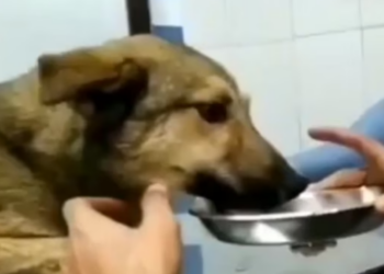 Rescue Poor Dog broken pelvis one of her legs which makes her unable to stand._part2
