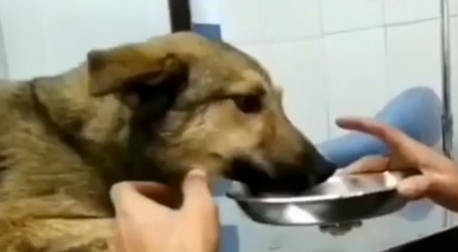 Rescue Poor Dog broken pelvis one of her legs which makes her unable to stand._part2