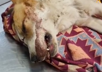 Rescue Poor Dog Was Shot Leave Alone On Street_part2