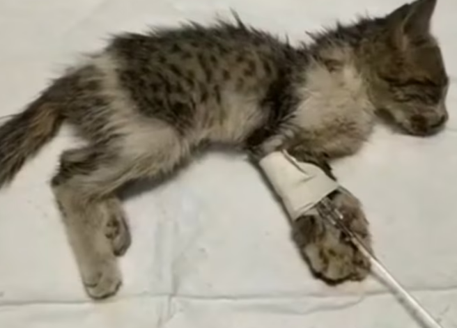 Rescue Poor Kitten Has No Sign Of_part2