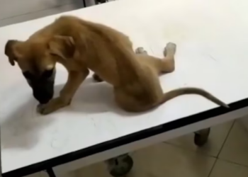 Rescue Poor Little Puppy Broken Bones In Leg Screaming Everytime We Touch_part2