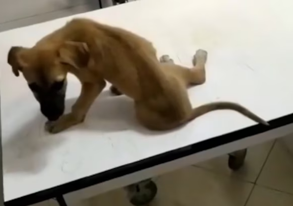 Rescue Poor Little Puppy Broken Bones In Leg Screaming Everytime We Touch_part2