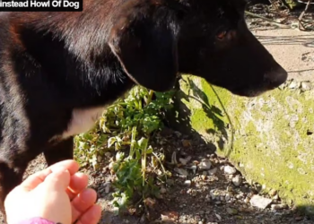 went to rescue dog but got an Angel instead Howl Of Dog P2