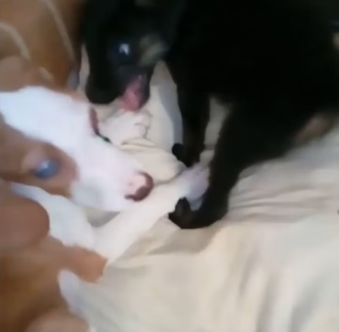 Rescue Blind Dog Crying Out Loud On Street No One Help_part2