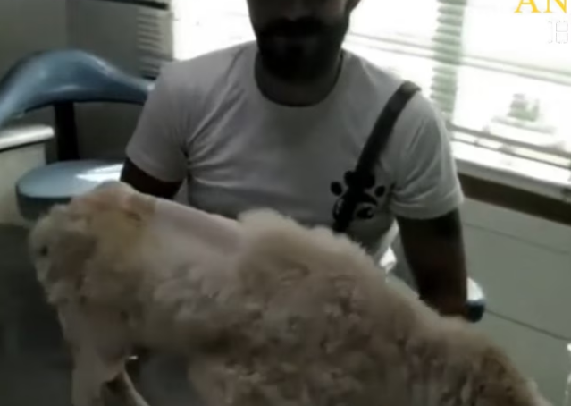 After surgeries, Stray Dog Get Back To Health Strongly Watch Amazing_part2