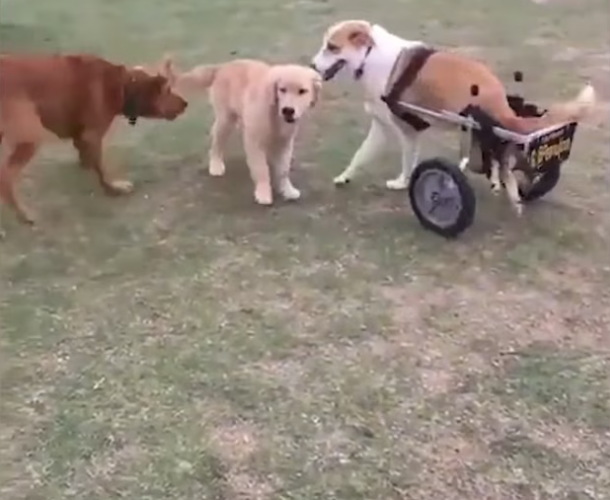 Amazing Rescued Paralyzed Dog Watch His_part2