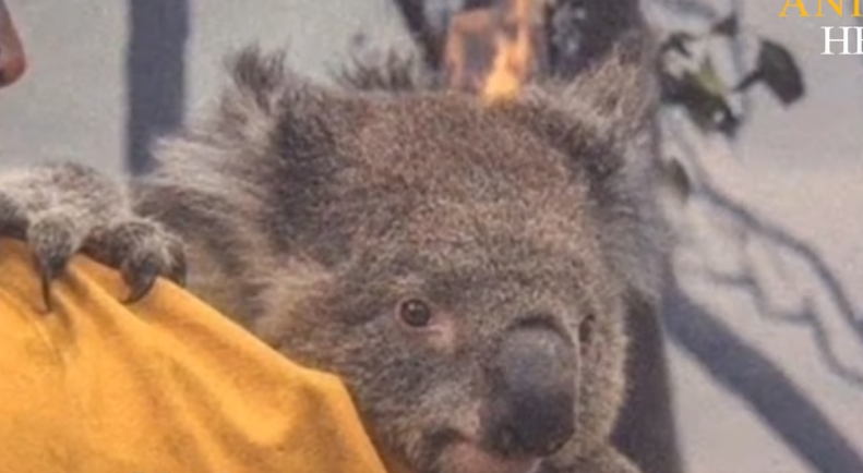 Australia fire animals in crisis Animal Help_part2