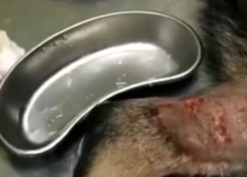 Rescue Dog Abandoned Under Heat of Summer Broken Leg_part2