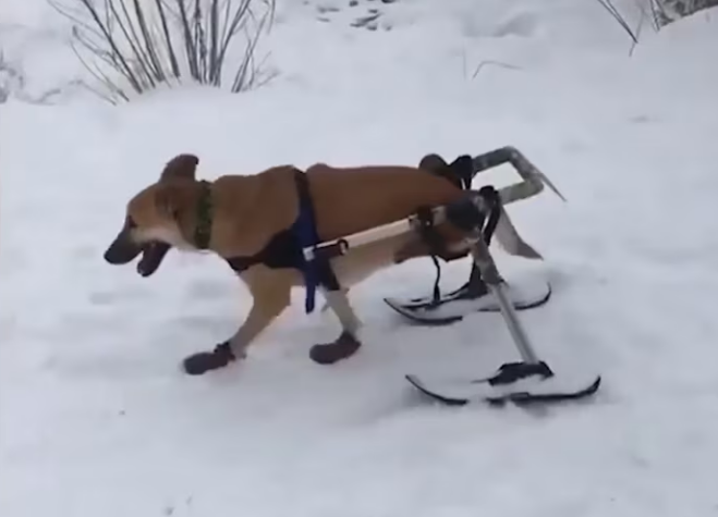Happy Dog Get Excited When Try Wheelchair First Time_part2