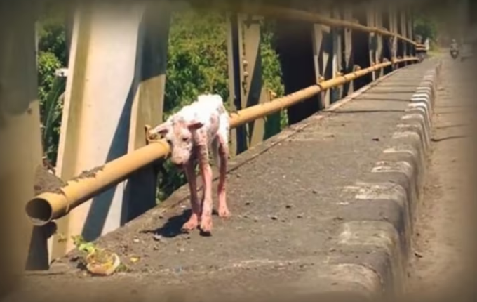 Incredible Dog Rescue Transformation Make You Belive In Love_part2