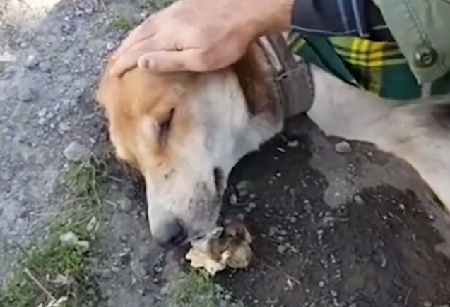 Poor Dog Can Cross HighWay Beacause Of_part2