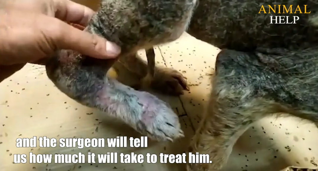 Rescue Dog Lived Broken Leg He Suffered Long Time_part2