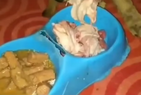 Poor Dog Was Rescued Severe Case of Scabies Demodex Lot Of Scars._part2