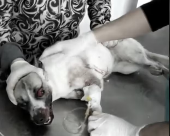 Pray Hope, Poor Innocent Dogs was Found In Heartbreaking Way_part2