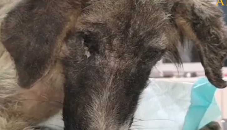 Rescue Abandoned Dog in Rubble Lot of Pain_part2