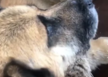 Rescue Abandoned Dog Leg Wound Lying On Road No One Cares_part2