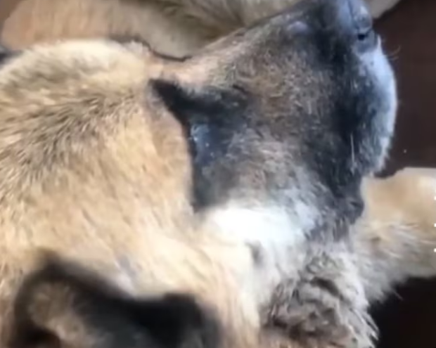 Rescue Abandoned Dog Leg Wound Lying On Road No One Cares_part2