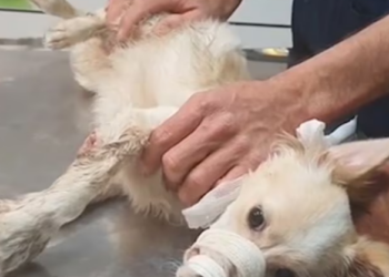 Rescue Abandoned Puppy Broken Legs lot of_part2