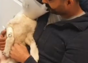 Rescue Abandoned Puppy In CardBOX Enjoy Happiness After_part2