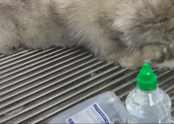 Rescue Alaskan Dog Has Suffered Many Days Beacause of Carelessness of Owner_part2