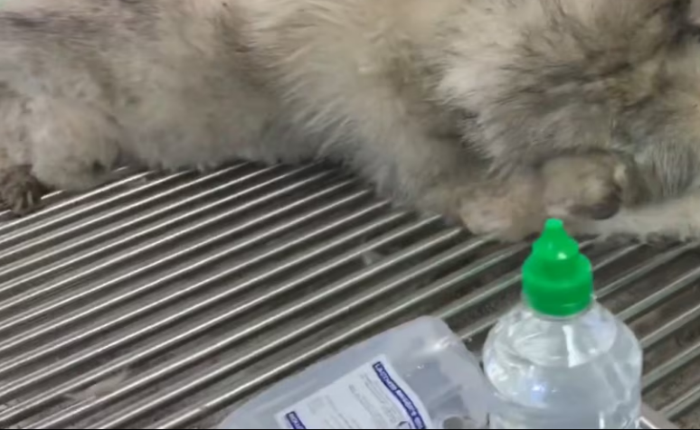 Rescue Alaskan Dog Has Suffered Many Days Beacause of Carelessness of Owner_part2