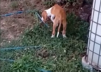 Rescue Blind Dog Crying Out Loud On Street No One Help_part2