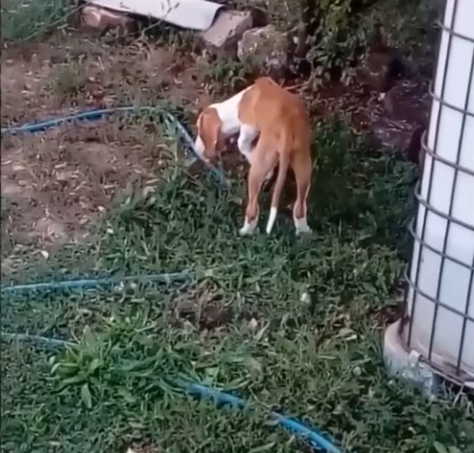 Rescue Blind Dog Crying Out Loud On Street No One Help_part2