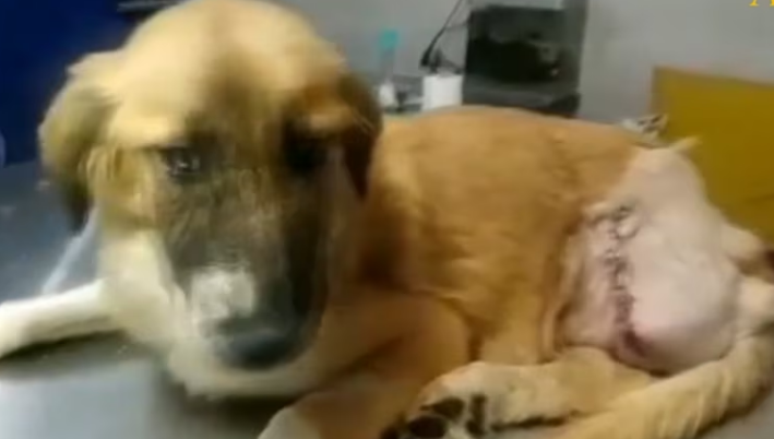 Rescue Blind Dog Lose His Leg Beacause Of Animal Bite_part2
