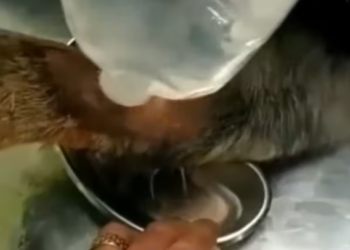 Rescue Dog Abandoned Under Heat of Summer Broken Leg_part2