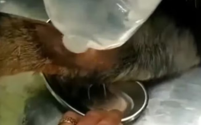 Rescue Dog Abandoned Under Heat of Summer Broken Leg_part2