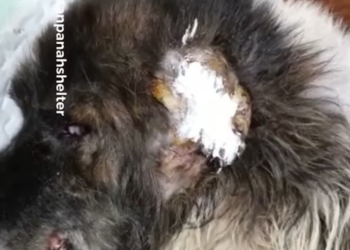 Rescue Dog An Infection On His Ear Being Attacked By Another Dog_part2