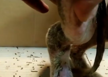 Rescue Dog Lived Broken Leg He Suffered Long Time_part2