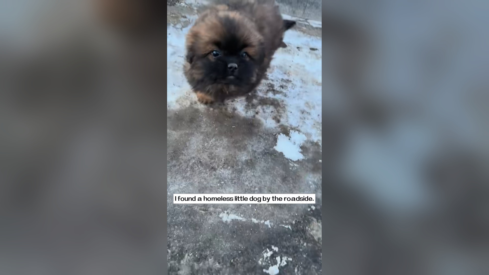 found homeless little dog by roadside. It