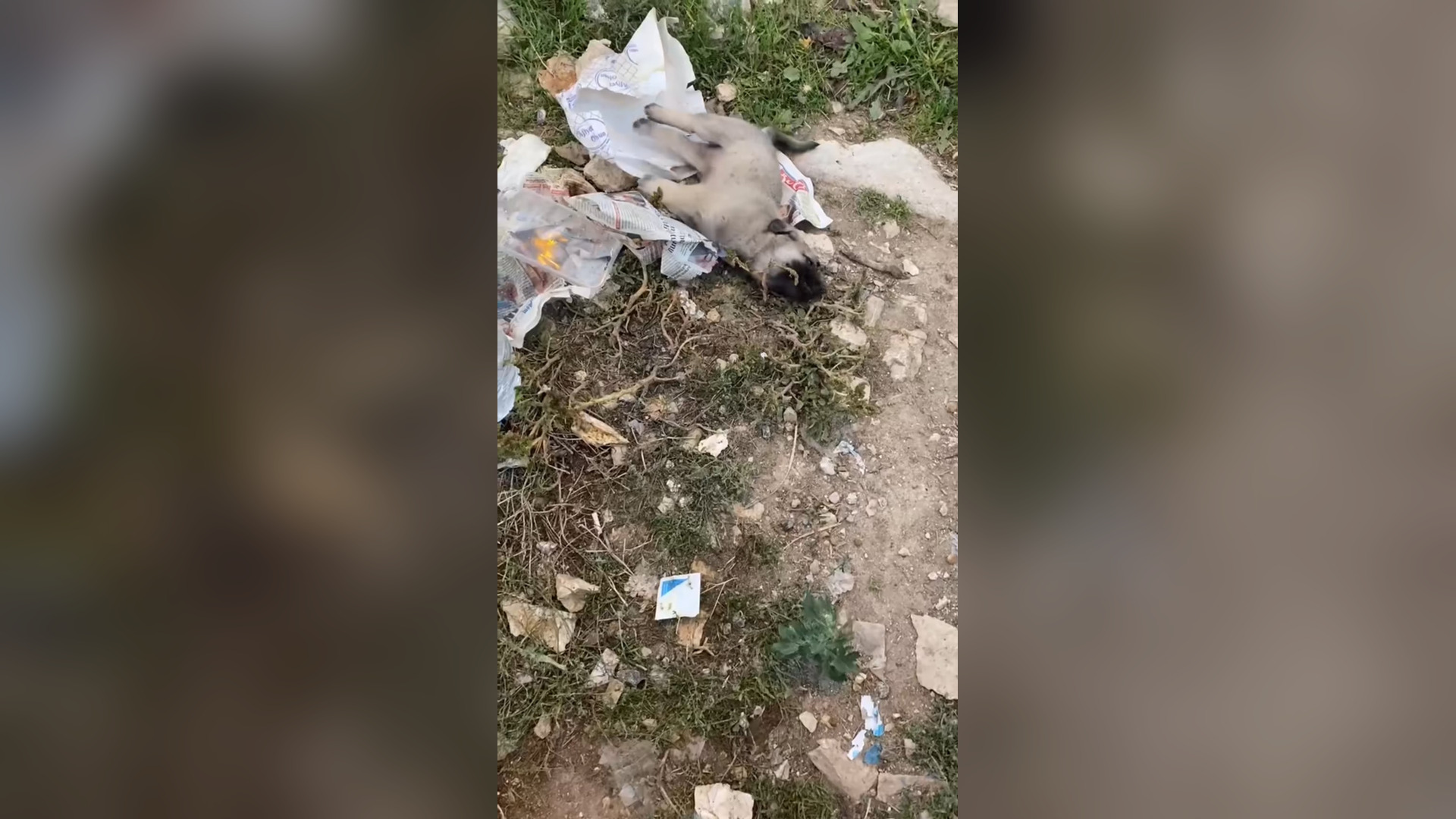 Are you ok Little baby #doglover #dogs #dogresc