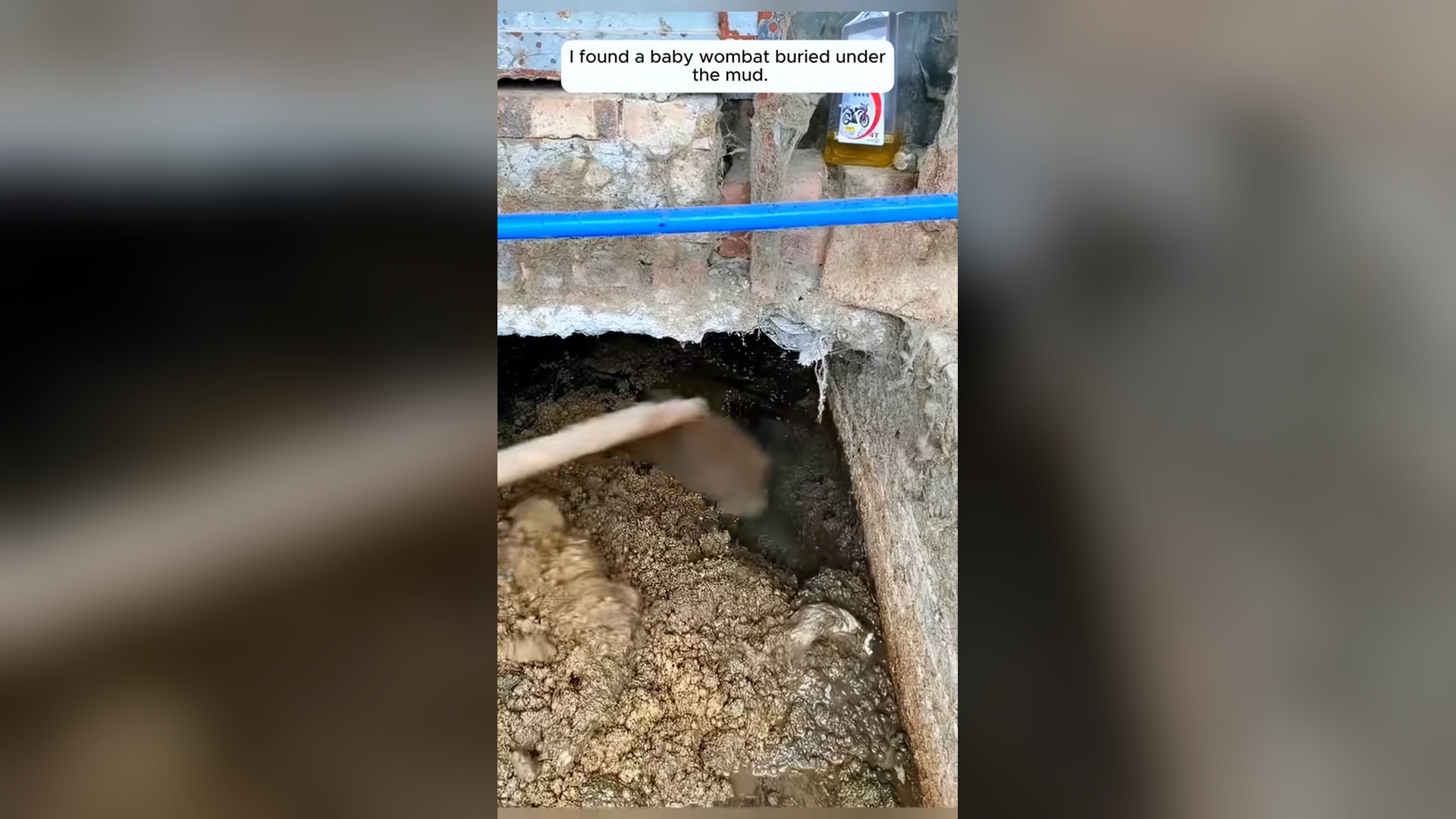 I found a baby wombat and then #rescue #animals #wombat #rescueanimals