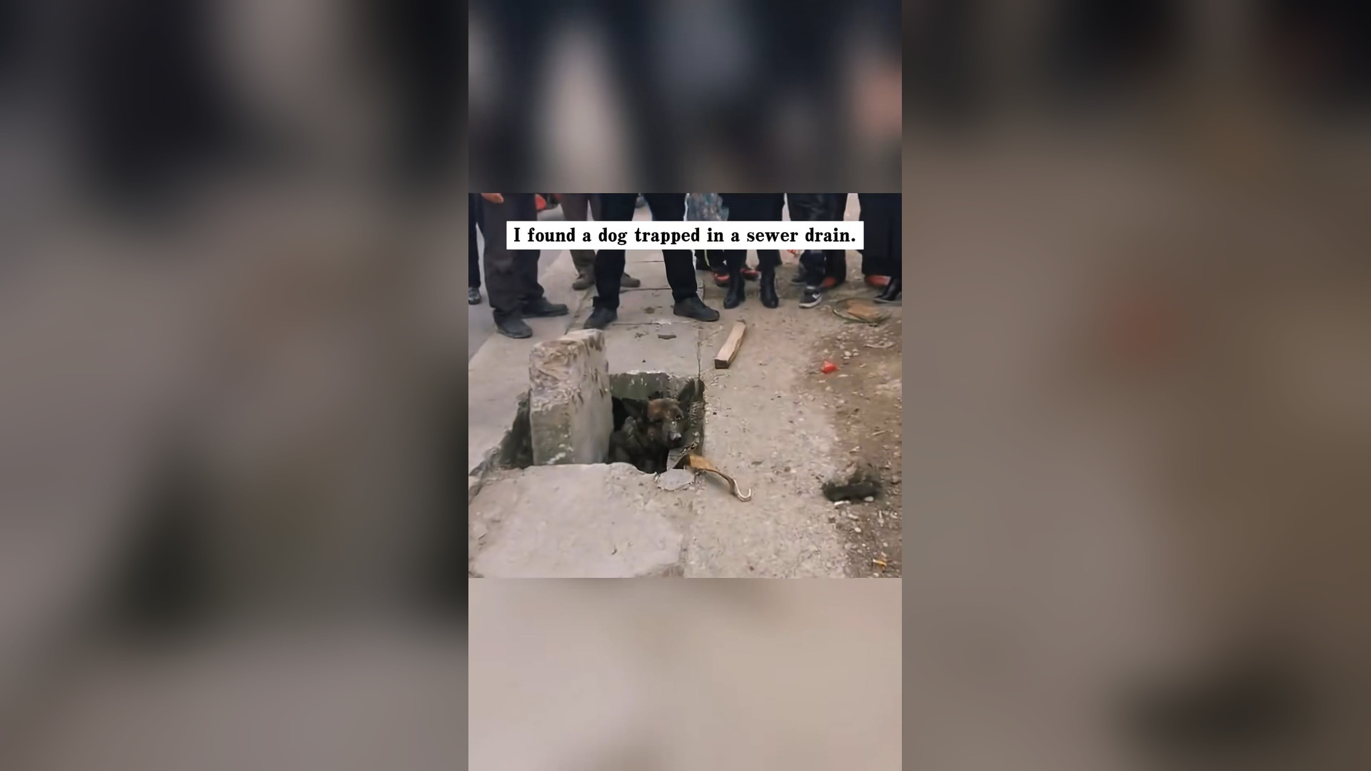 I found a dog trapped in a sewer drain. It looked pitifully at the passers-by. I stopped and decided