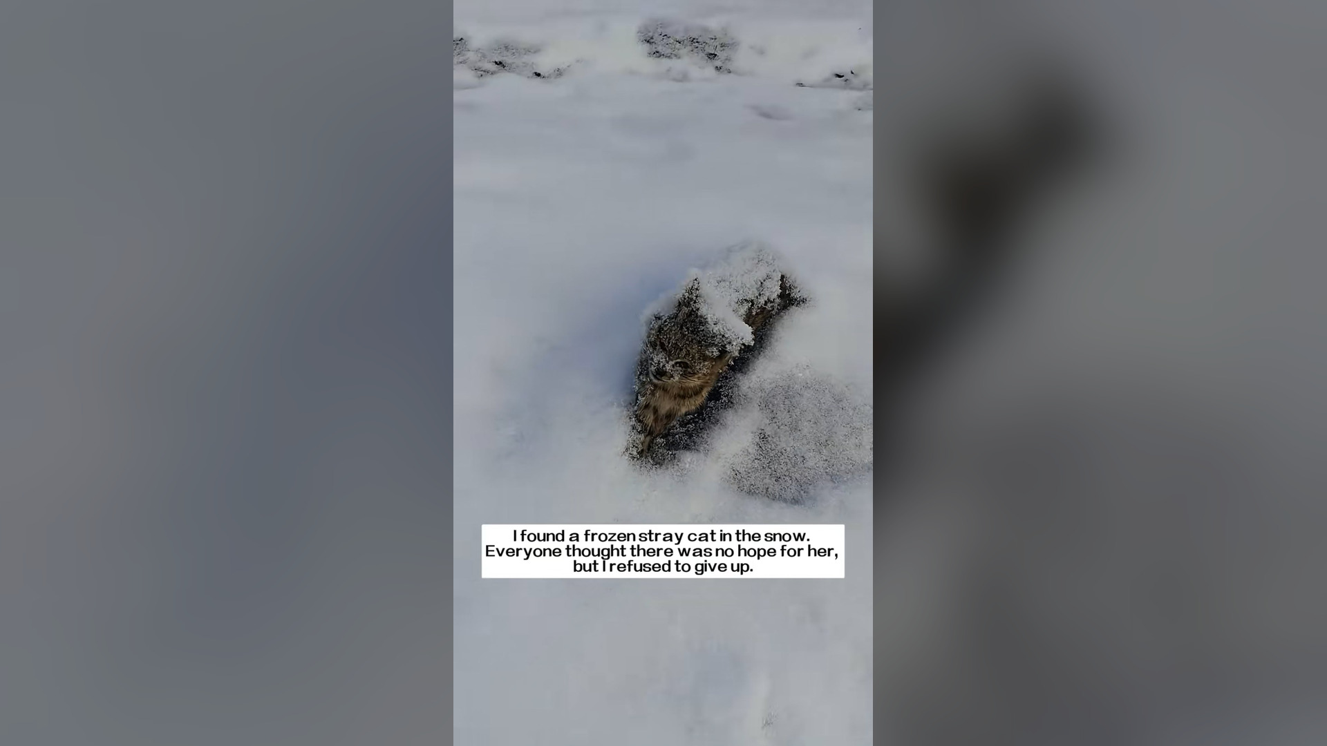 I found a frozen stray cat in the snow. Everyone thought there was no hope for her, but I refused to