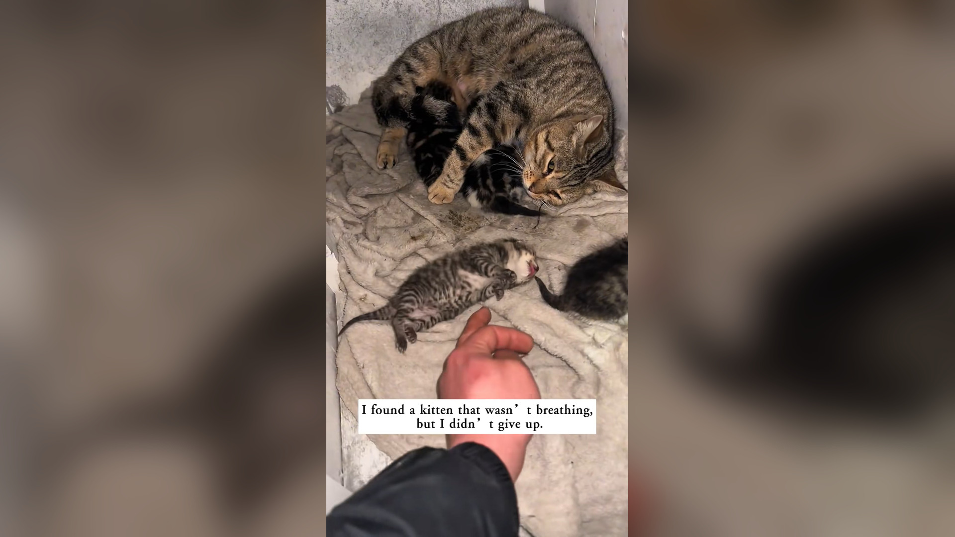 I found a kitten that wasn’t breathing, but I didn’t give up,and then…#rescue #animals #kitten