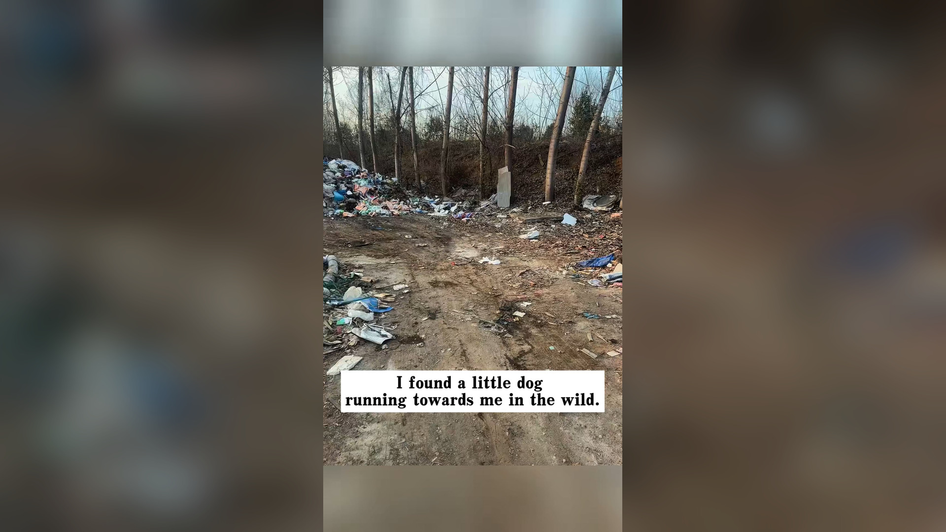 I found a little dog running towards me in the wild, and then…#rescue #animals #dog