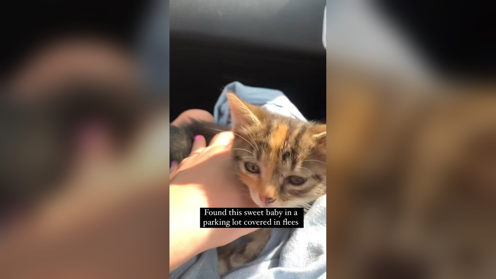 Don forget someone need you! #shortfilm #cat