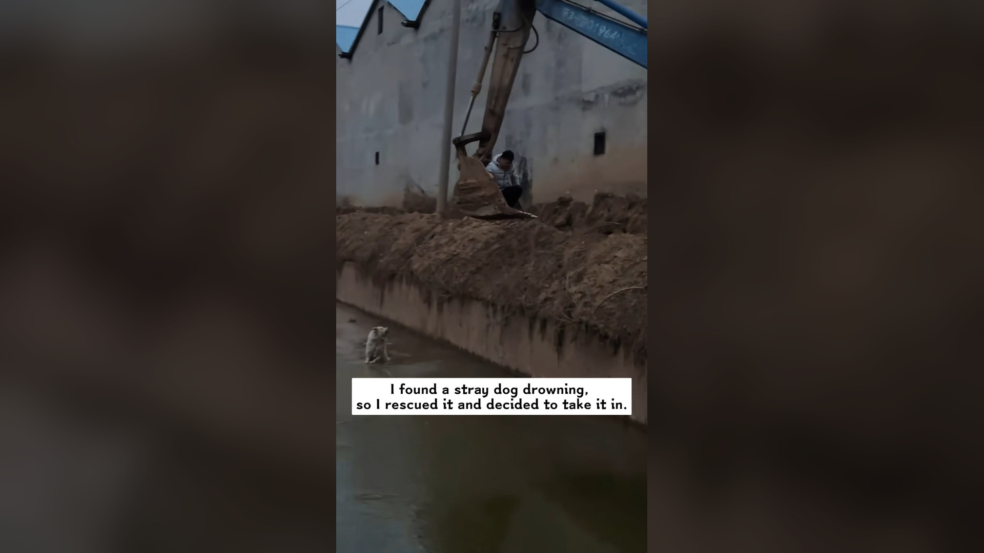 L1704002_I found a stray dog drowning, so I rescued it and decided to take it in, and then…#rescue #animals #