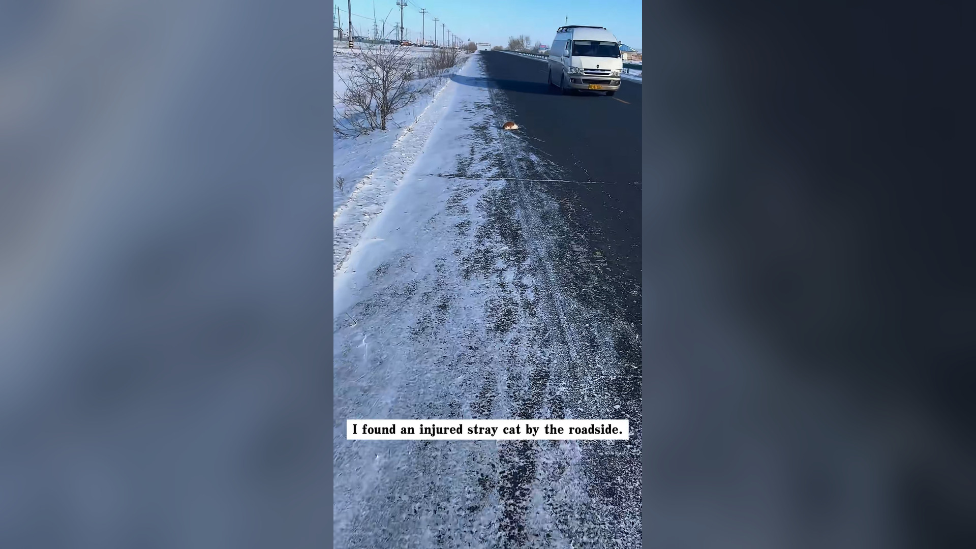 L1804004_I found an injured stray cat by the roadside. It was so pitiful that I decided to help it, and then…