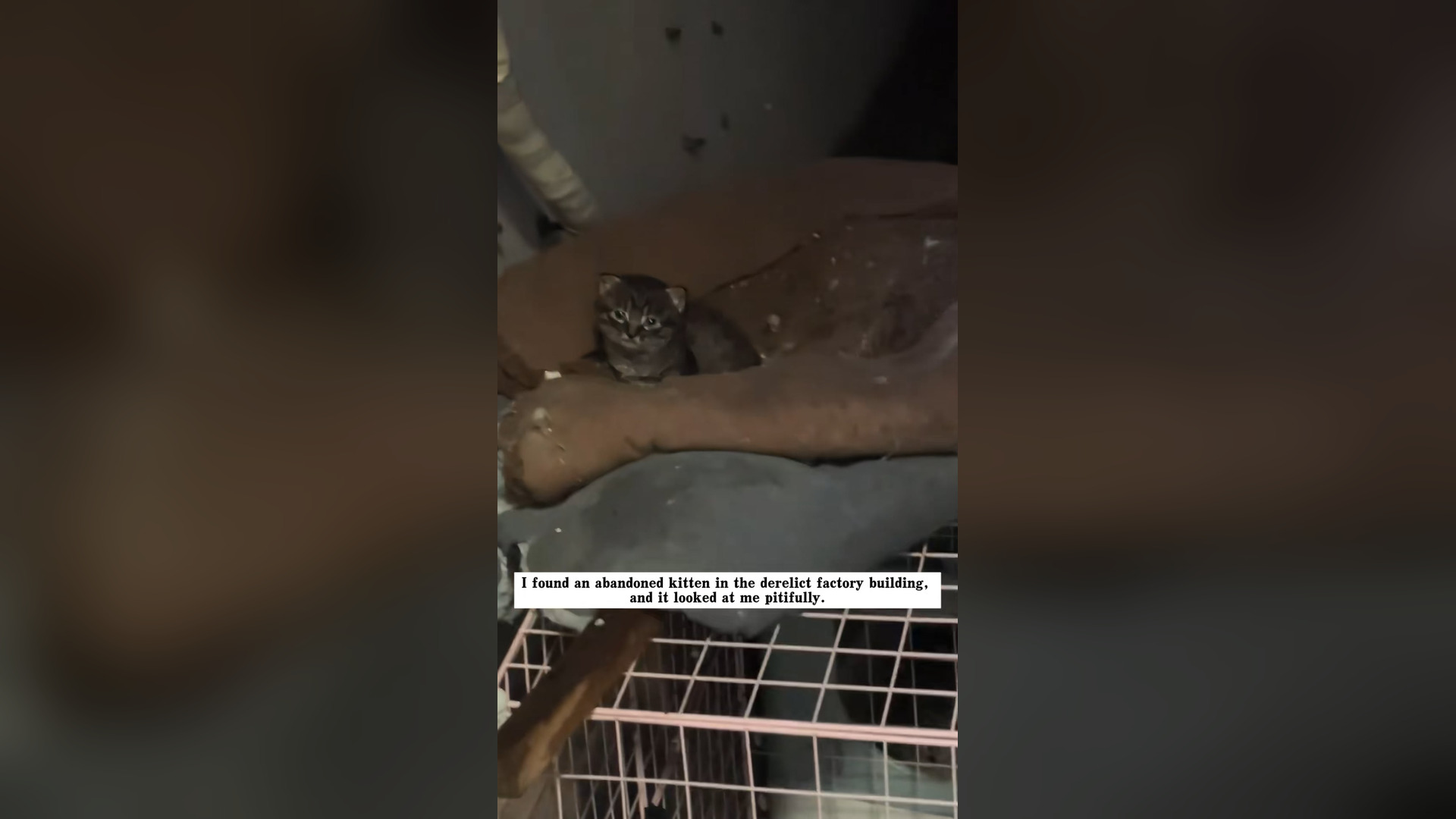 L1804005_I found an abandoned kitten in the derelict factory building, and it looked at me pitifully, and the