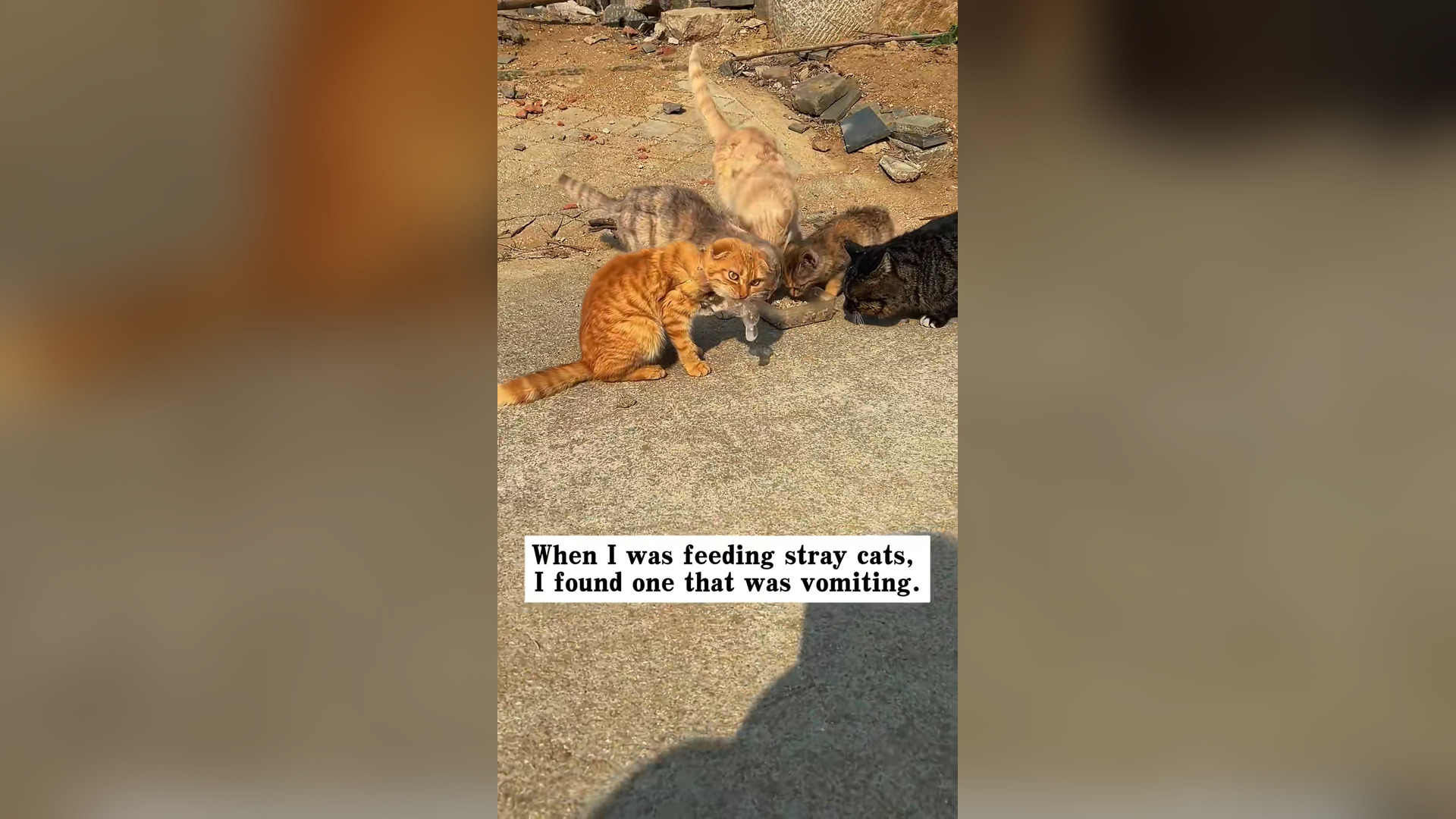 L1904001_I saved a stray cat whose neck had been tangled in a fishing net, and then...#rescue #animals #cat