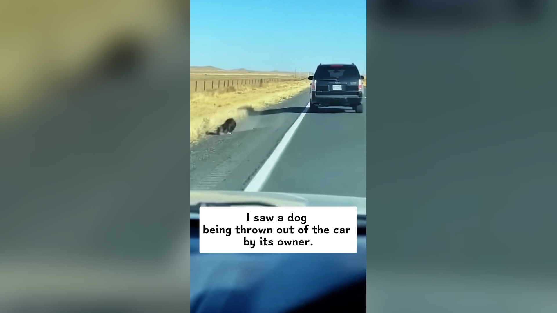 L1904003_I saw a dog being thrown out of the car by its owner, and then…#rescue #animals #dog