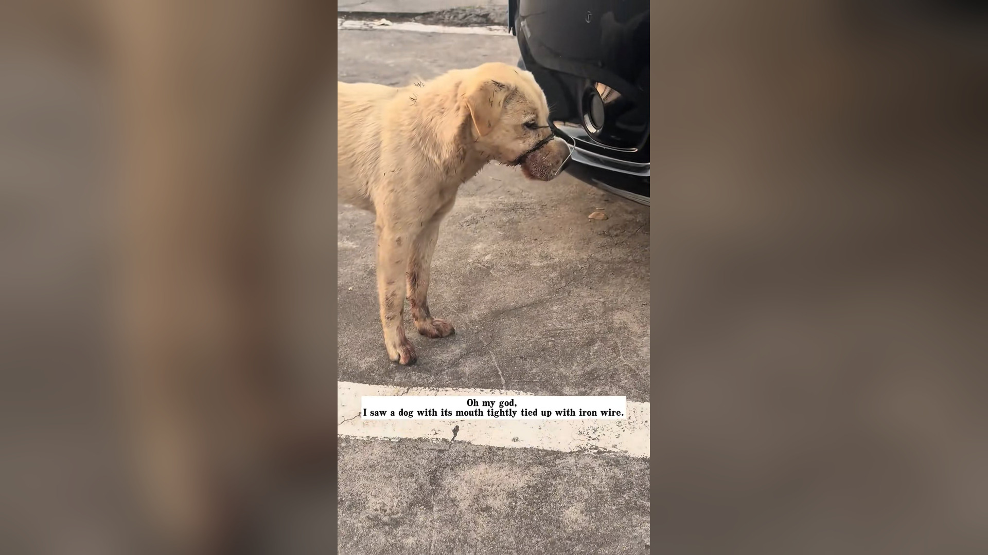 L2004004_I saw a dog with its mouth tightly tied up with iron wire,and then…#rescue #animals #dog