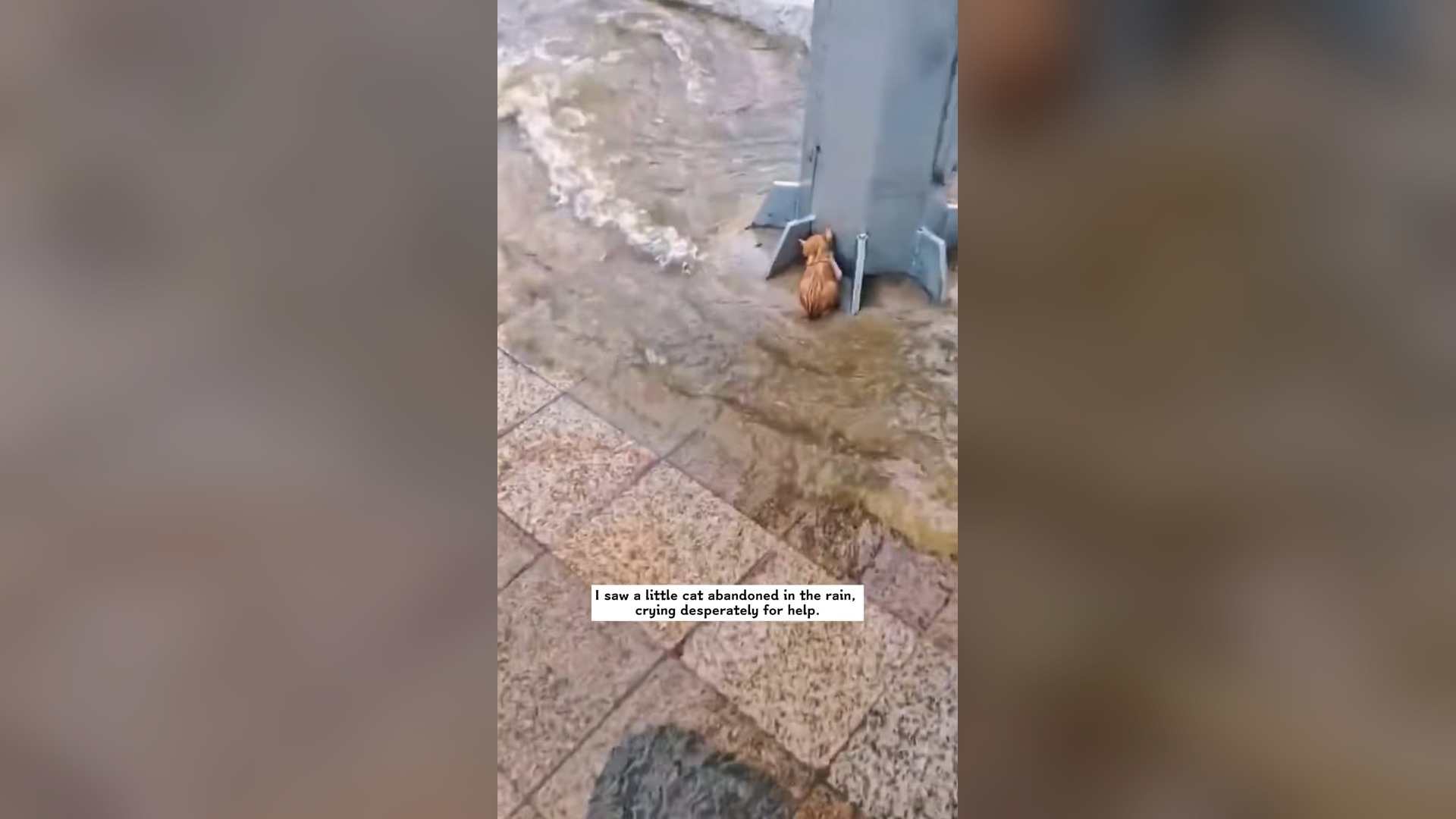 L2004005_I saw a little cat abandoned in the rain, crying desperately for help. I braved the rain to save it,